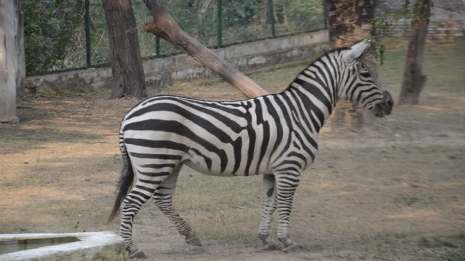 कानपुर चिड़ियाघर में जन्म के साथ ही जेब्रा के बच्चे की मौत, 12 साल बाद जगी उम्मीद टूटी