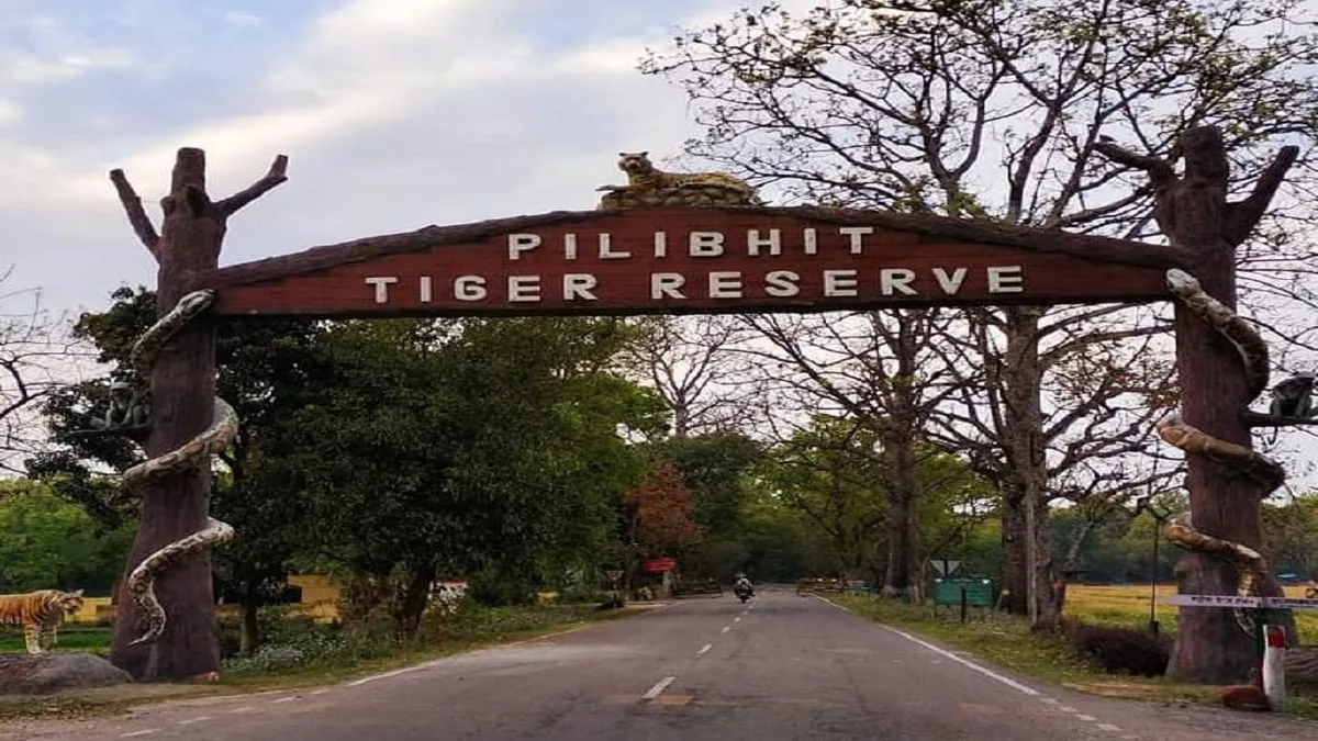 पीलीभीत टाइगर रिजर्व में अब अनुभवी गाइड कराएंगे सफारी, एक नवंबर से नया पर्यटन सत्र